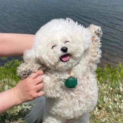 kotopanapana6's profile picture. 20↑ 成人済 twst