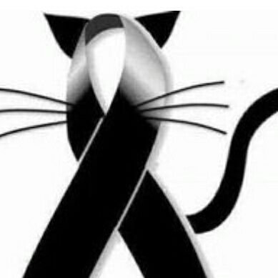 xq AMO A LOS ANIMALES?
XQ NO ME DECEPCIONAN
XQ SON AMOR PURO,LEALTAD Y NOBLEZA💗🐱🐶😺💜

👉NO TRAICIONAN👈
NUNCA ME DEJAN SOLA
ELIJO AYUDARLOS SIEMPRE🫶🐱🐶🫶