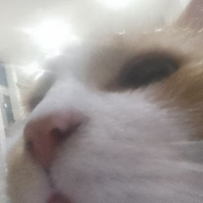 Zeevas_'s profile picture. Your typical cat lover. Owner of @GrandSogger and @SoggerBot . (Call me Sebas) Im