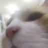 Zeevas_'s profile picture. Your typical cat lover. Owner of @GrandSogger and @SoggerBot . (Call me Sebas) Im