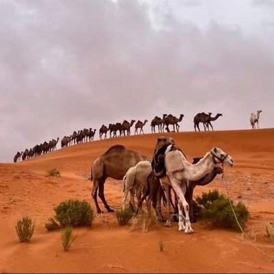 اجتهد قدر المستطاع الدفاع عن ديني ووطني وولاة امري وعن علماء السلف الصالح اجمعين واحذر من كل مبتدع وداعية فتنة حذر منه علماء السلف. واسأل الله التوفيق والهداية