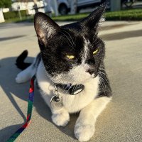 Tibbles the Cat (@tibsthecat) 's Twitter Profile
