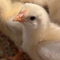 犬ノ目あやめ (@ayameisdog) Twitter profile photo