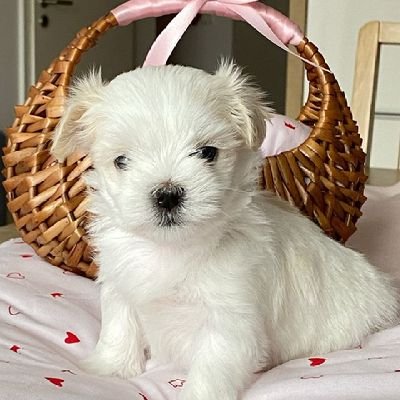 Best Maltese pups available for adoption