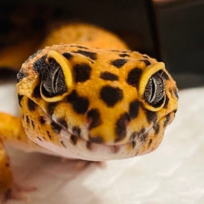 tolowa_death's profile picture. ボールパイソン、レオパ、アオジタトカゲを飼育中。PTを副業にしたい人。