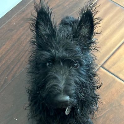 Reggie’s mom (female Scottish Terrier)