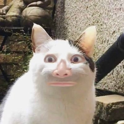 mksaijo's profile picture. ひとり移動動物園