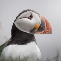 Marta (@azuloscuro1) 's Twitter Profile