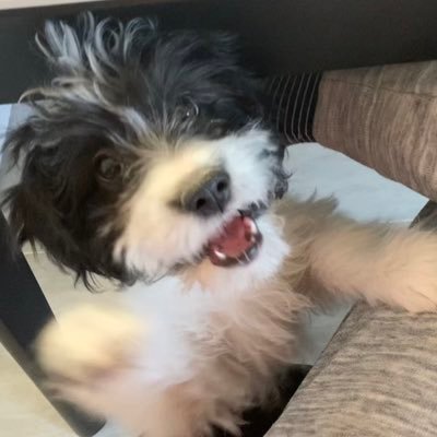 foxmoonlight's profile picture. Be cool, but also be warm. 古銭好き. 🎬｜🥃 | 🎨 | 🐶 * 2 | 📈 | 🎵 | 💰 I love my dog very much, just like John Wick does.