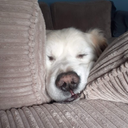 Dylan Herman - @DylanHerma41466 - Twitter