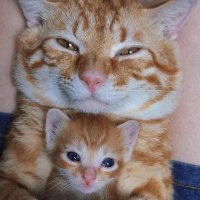 Sadique Mannu (@mannudmtm0901) 's Twitter Profile