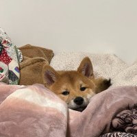 Cody Liu (@cody011188) 's Twitter Profile