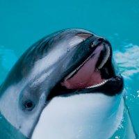daily cetaceans(@dailyycetaceans) 's Twitter Profile Photo