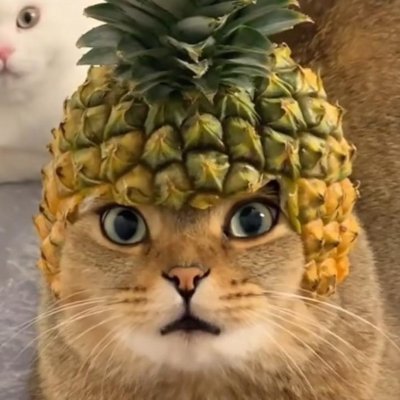 Pineapple cats will become the gods of cat world ! 🍍
Slurp Slurp 😸

Solana Memecoin 💲

Telegram : https://t.co/7zNBRjzvsH