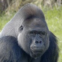 GorillaJuiceGod (@gorillajuice813) 's Twitter Profile Photo GorillaJuiceGod (@gorillajuice813) 's Twitter Profile Photo