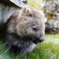 TipsyWombat_ (@tipsywombat_) 's Twitter Profile