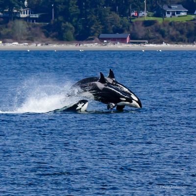 MstrAndersson's profile picture. expecting perfection leaves a lot to ignore. - Pearl Jam