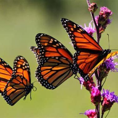 Fluttering into action to save and safeguard our beautiful butterflies and collectively remove them from the endangered species list! 🌺 Join the movement!