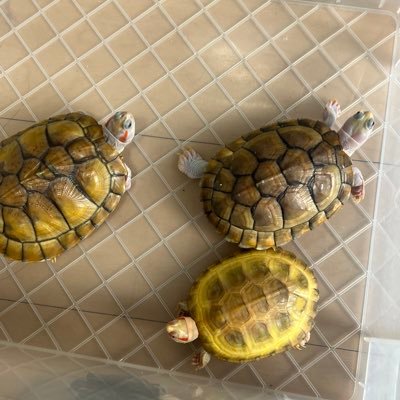 ペットアカウント ボアコン、ボールパイソン、カーペットパイソン、、ヒョウモントカゲモドキ、ハラガケガメ 、etc ハリネズミ、ウサギ、猫、犬を飼ってます。 仕事はほどほどに 第1種動物取扱業 販売 登録番号 動尾第1383号