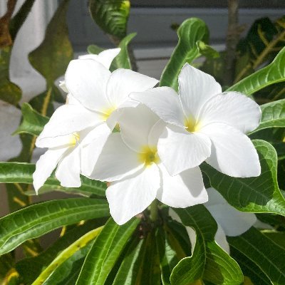 techling's profile picture. 