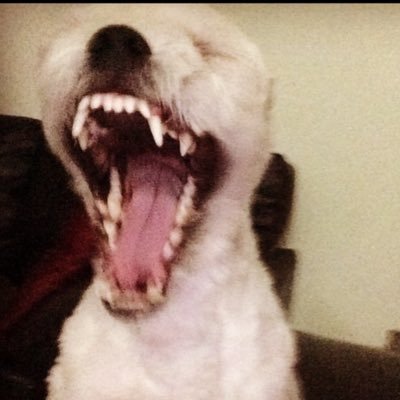 PerpetuoRafael's profile picture. 