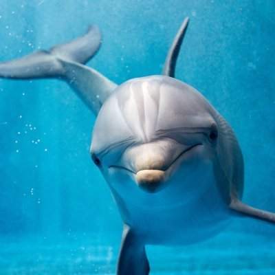 I love elon musk, i love twitter, i love free spench