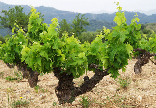 CepVerd's profile picture. LIFE is EASY: Eat, Sleep, Castells & Skimo

         #Puntal 🦎 #Catala 💪
 ⭐⭐⭐⭐⭐⭐⭐⭐⭐⭐⭐⭐⭐