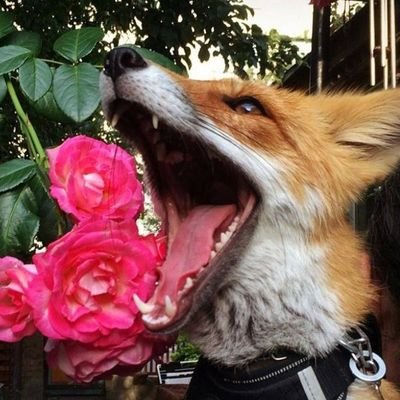 Fops 🦊✨🌈さんのプロフィール画像