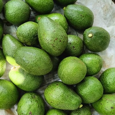 A dedicated Avocado and fresh produce farmer and exporter. get in touch