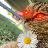 Bitcoin & Cats 🧡😻 (@kathijulo21) 's Twitter Profile Photo Bitcoin & Cats 🧡😻 (@kathijulo21) 's Twitter Profile Photo