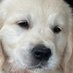 Donny (the Golden retriever) (@donnygoldendog) Twitter profile photo Donny (the Golden retriever) (@donnygoldendog) Twitter profile photo