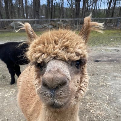 NATerrent127's profile picture. 