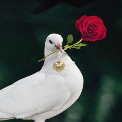 Fariba36741748's profile picture. 