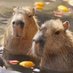 capybara cara (@carebearritual) Twitter profile photo