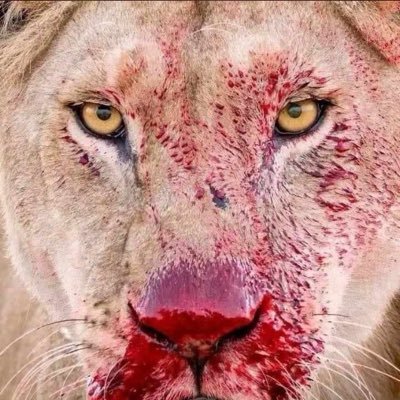 Simba_Sarki's profile picture. A proud Hausa King☪️