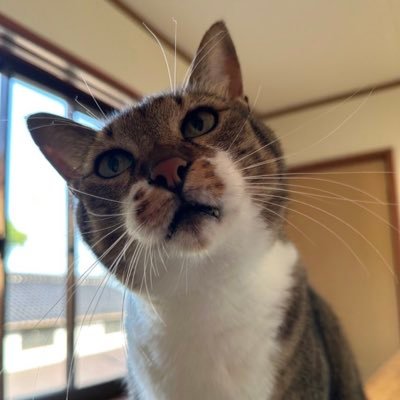 毎日のお猫様😊 もるきち家のニャンコ達の日々を共有する事が出来たら嬉しいです😆