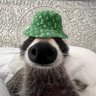 memezgg's profile picture. Crypto Degen