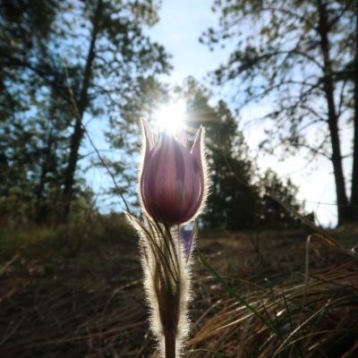 pasqueflower19 Profile Picture