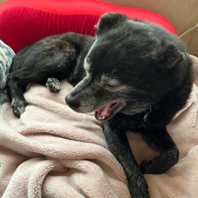 darekano_machan's profile picture. ガチになっても良いことないから緩くオタクします🫡