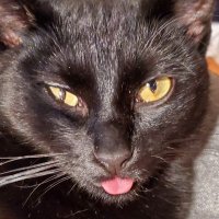 Leonidas (@leonidasoftroy) 's Twitter Profile