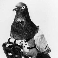 Military Pigeons(@MilitaryPigeons) 's Twitter Profile Photo