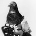 Military Pigeons (@militarypigeons) Twitter profile photo Military Pigeons (@militarypigeons) Twitter profile photo