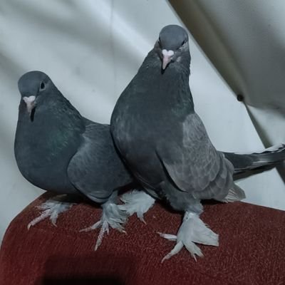 Furkan92561091's profile picture. Boyum