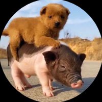 Sweet Pet Oasis 🇻🇳(@79_letuyen7979) 's Twitter Profile Photo