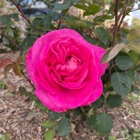 DOR (@dianaorod) 's Twitter Profile Photo