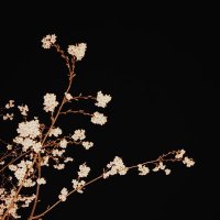 π²ππππ’ π±πππ― (@corb_37383919) 's Twitter Profile Photo π²ππππ’ π±πππ― (@corb_37383919) 's Twitter Profile Photo
