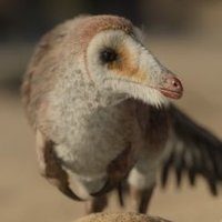 Henry Thomas, MSc 🦤🏳️🌈 (@zhejiang0pterus) 's Twitter Profile
