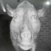 Noah (@_noah_n_) 's Twitter Profile