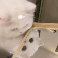 iiicele (@allison_liu21) Twitter profile photo