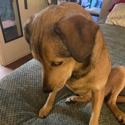 catgoesmeo184's profile picture. 